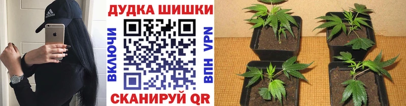 наркотики  кракен сайт  Канабис SATIVA & INDICA  Горно-Алтайск 
